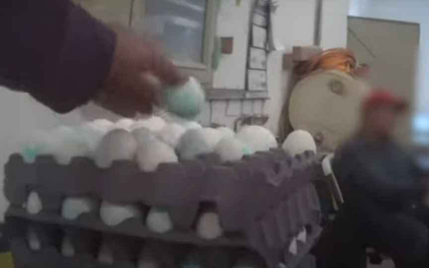Mercy For Animals documenta cómo huevos de gallina con antibióticos son lavados para ponerse en venta al público #regionmx