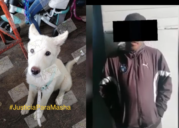 Inician proceso legal contra presunto asesino a machetazos de la perra Masha #regionmx