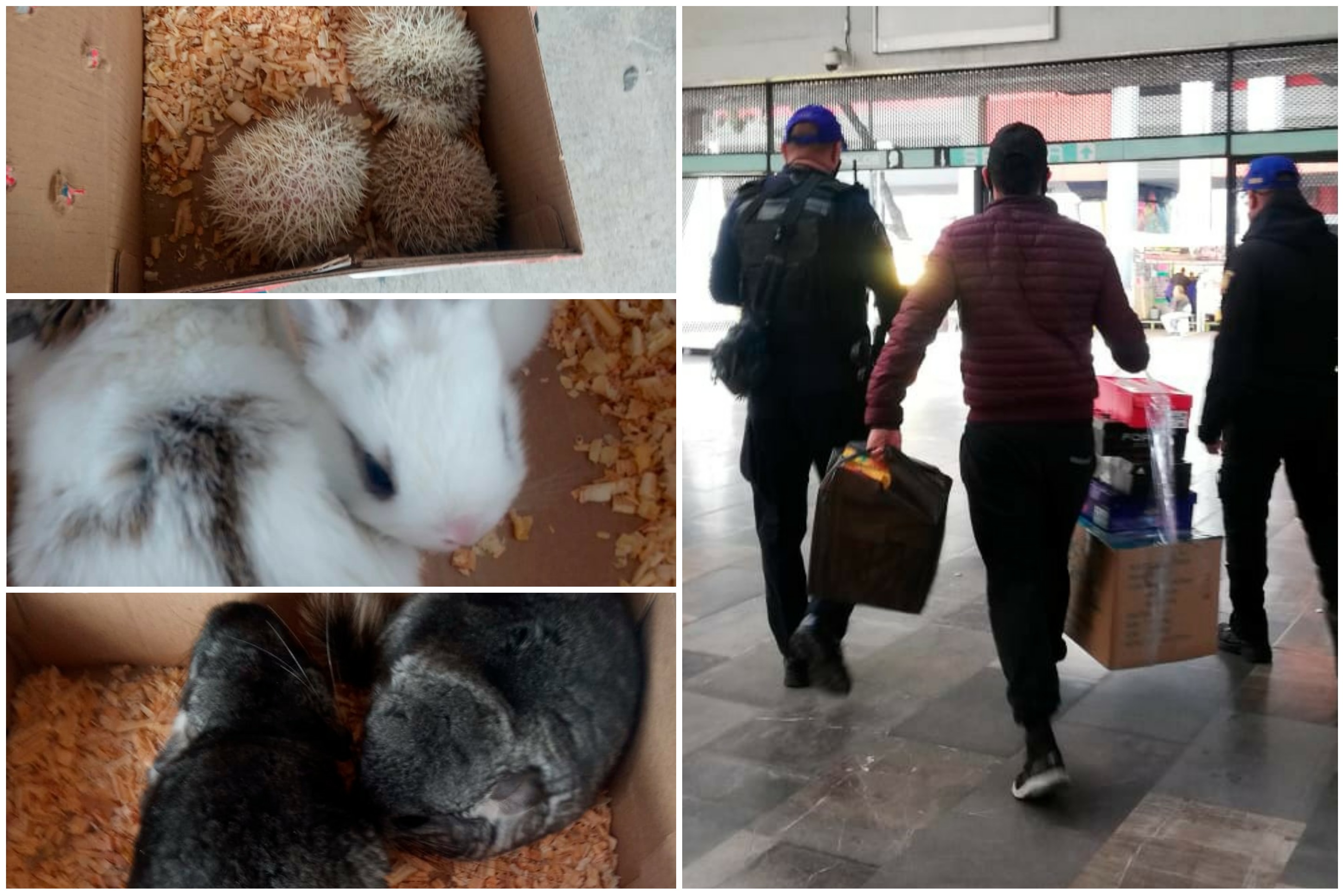 Detienen a sujeto que transportaba animales exóticos en el Metro de la CDMX #regionmx