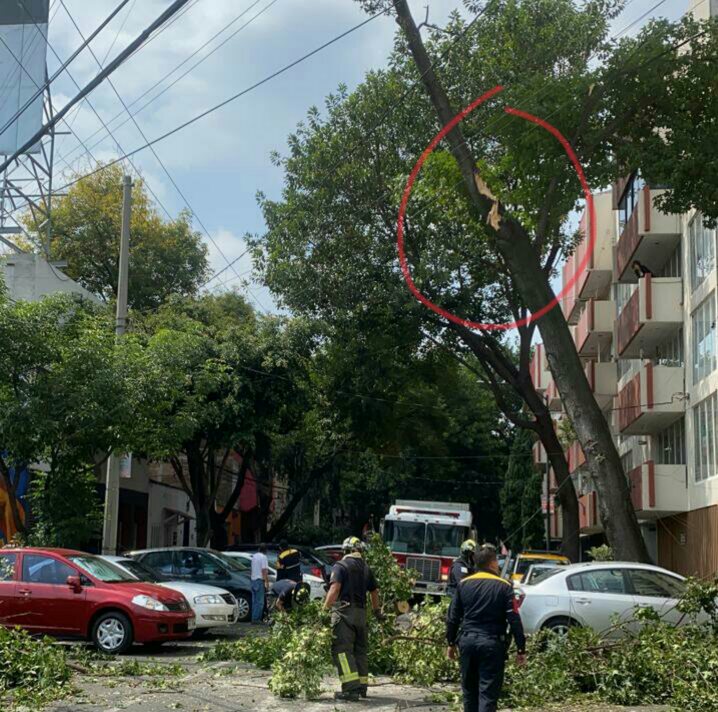 Cae rama y daña automóvil en la Escandón #regionmx