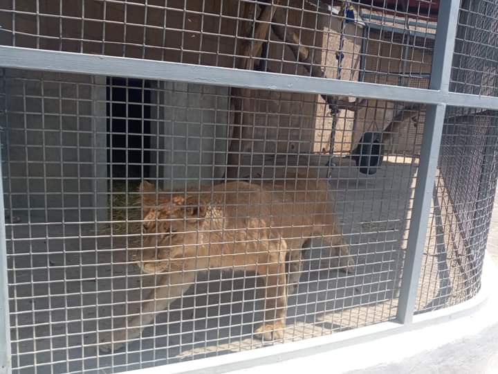 Aseguran a leona tras cateo en Zona Esmeralda #regionmx