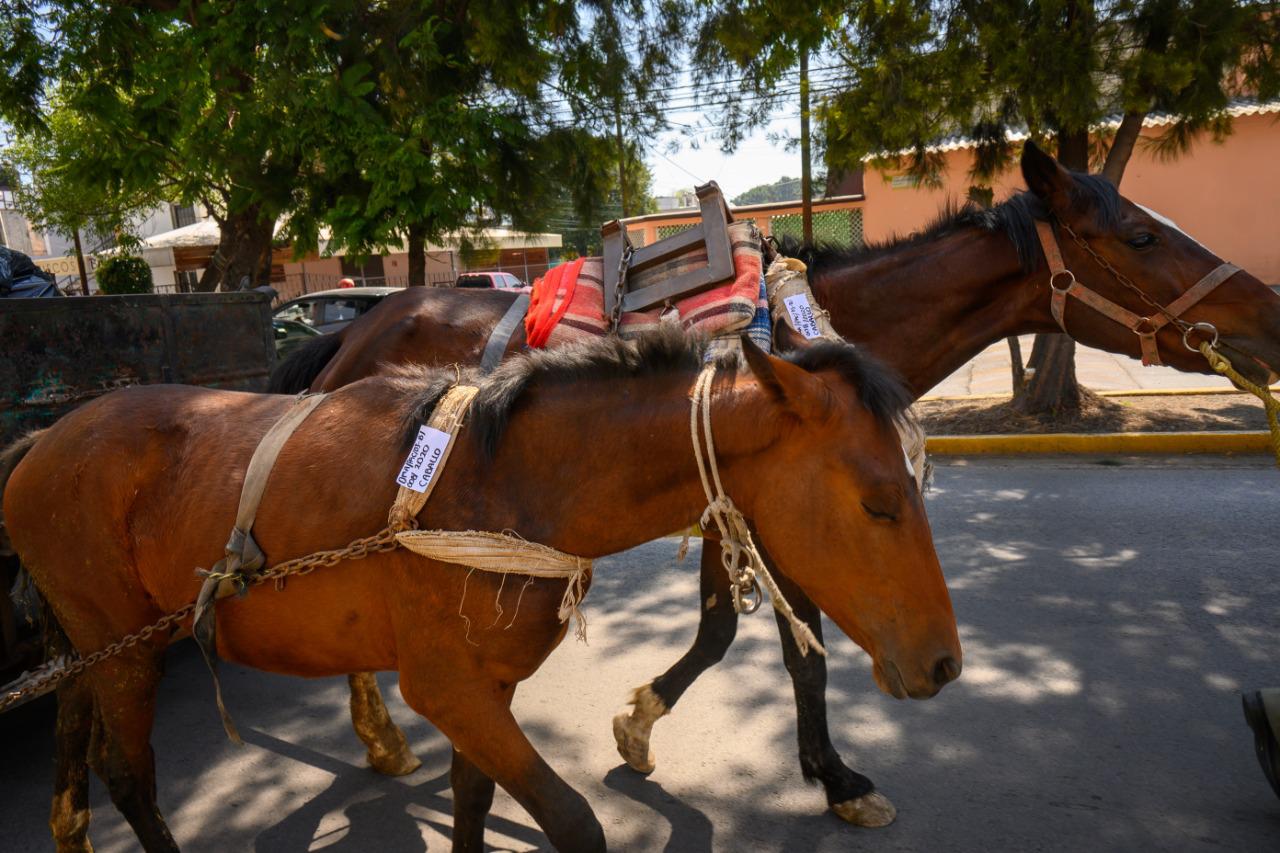 Aseguran caballos que eran usados para tracción a sangre por carretoneros #regionmx