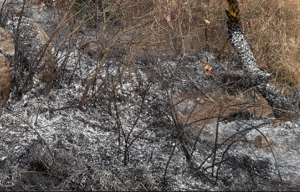 Declaran liquidado el incendio en el Parque Estatal Sierra de Guadalupe #regionmx