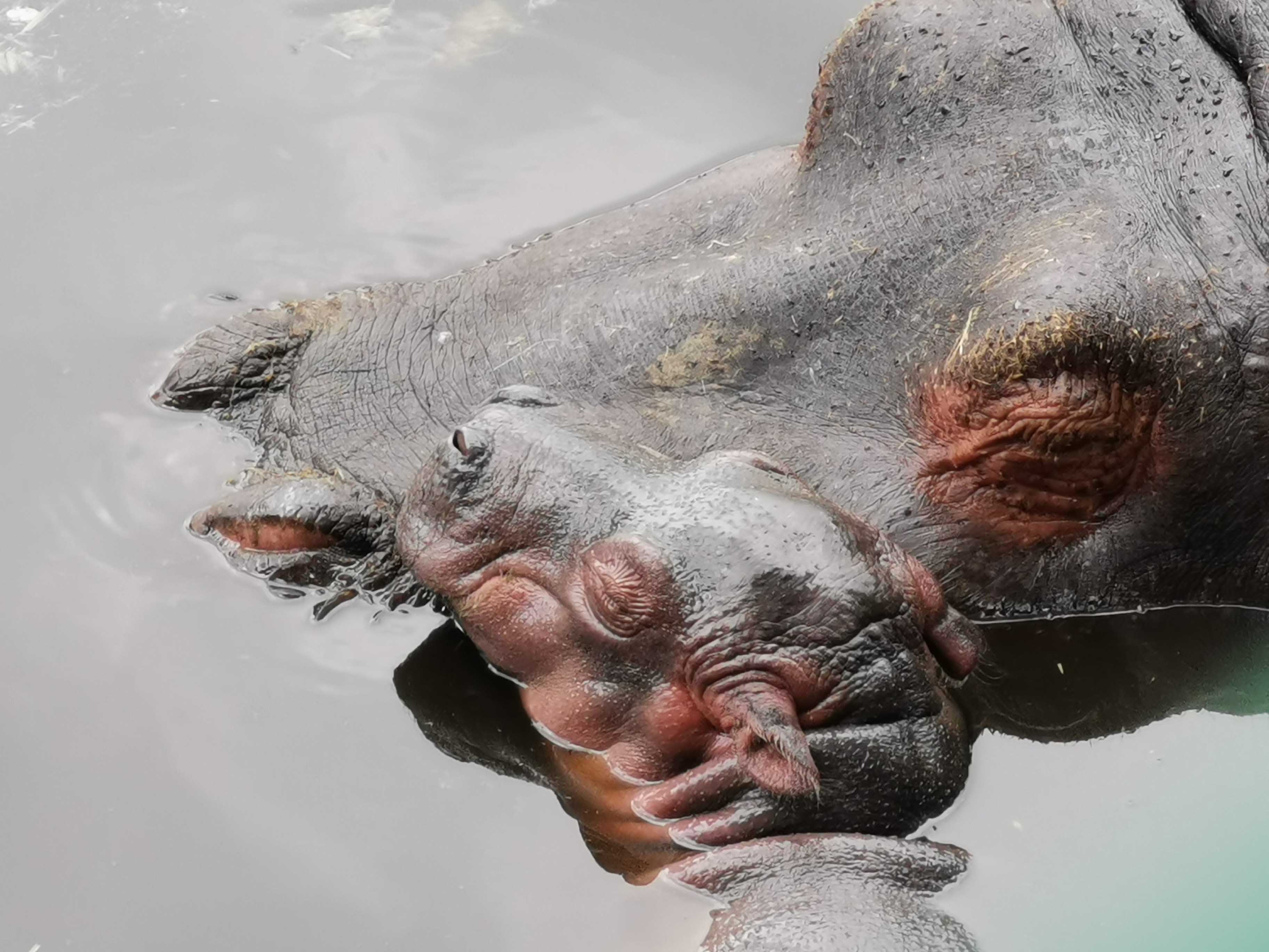 Nace cría de hipopótamo en Zacango #regionmx