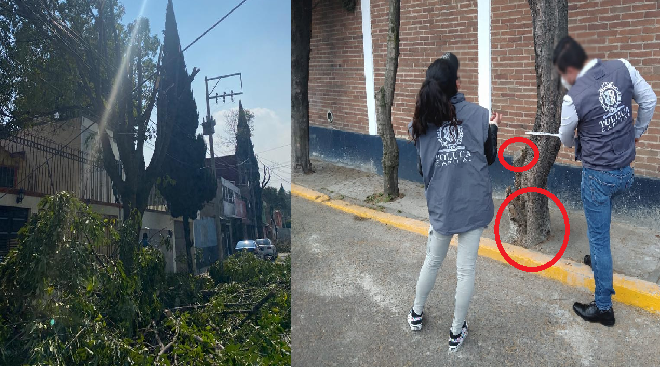 Inician procesos administrativos por maltrato al arbolado urbano en Toluca #regionmx