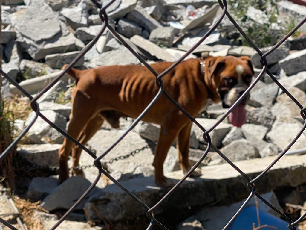 Aseguran a perros cuyos dueños no ejercían una tenencia responsable en Toluca #regionmx