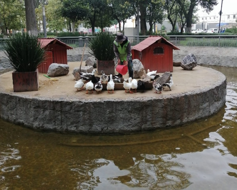 Brinda Toluca mantenimiento al estanque de patos del Parque Cuauhtémoc–Alameda #regionmx