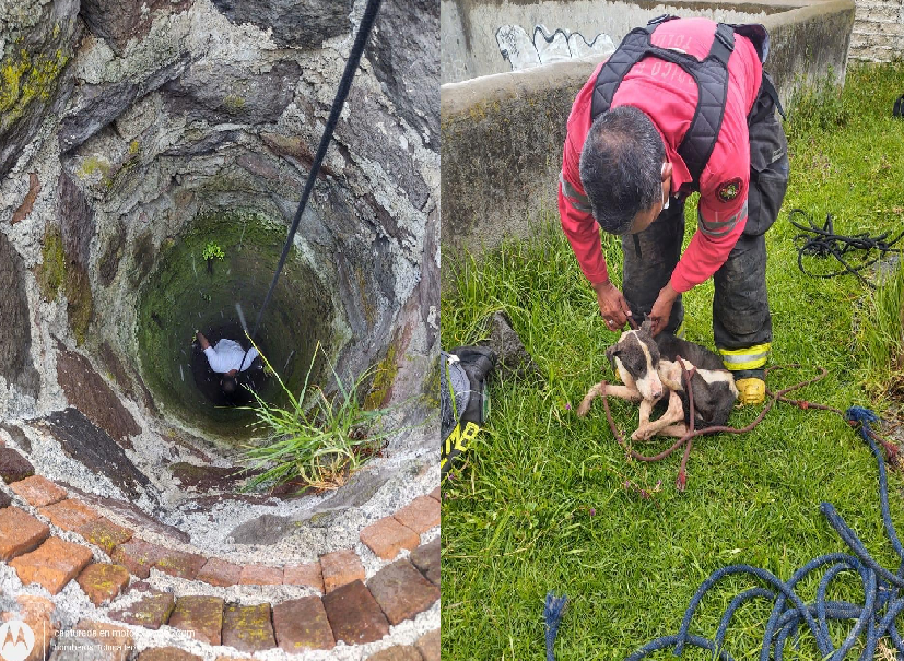 Perro es rescatado de pozo en Toluca #regionmx