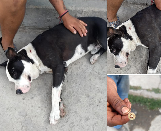 Perro es baleado en calles de Tultitlán #regionmx