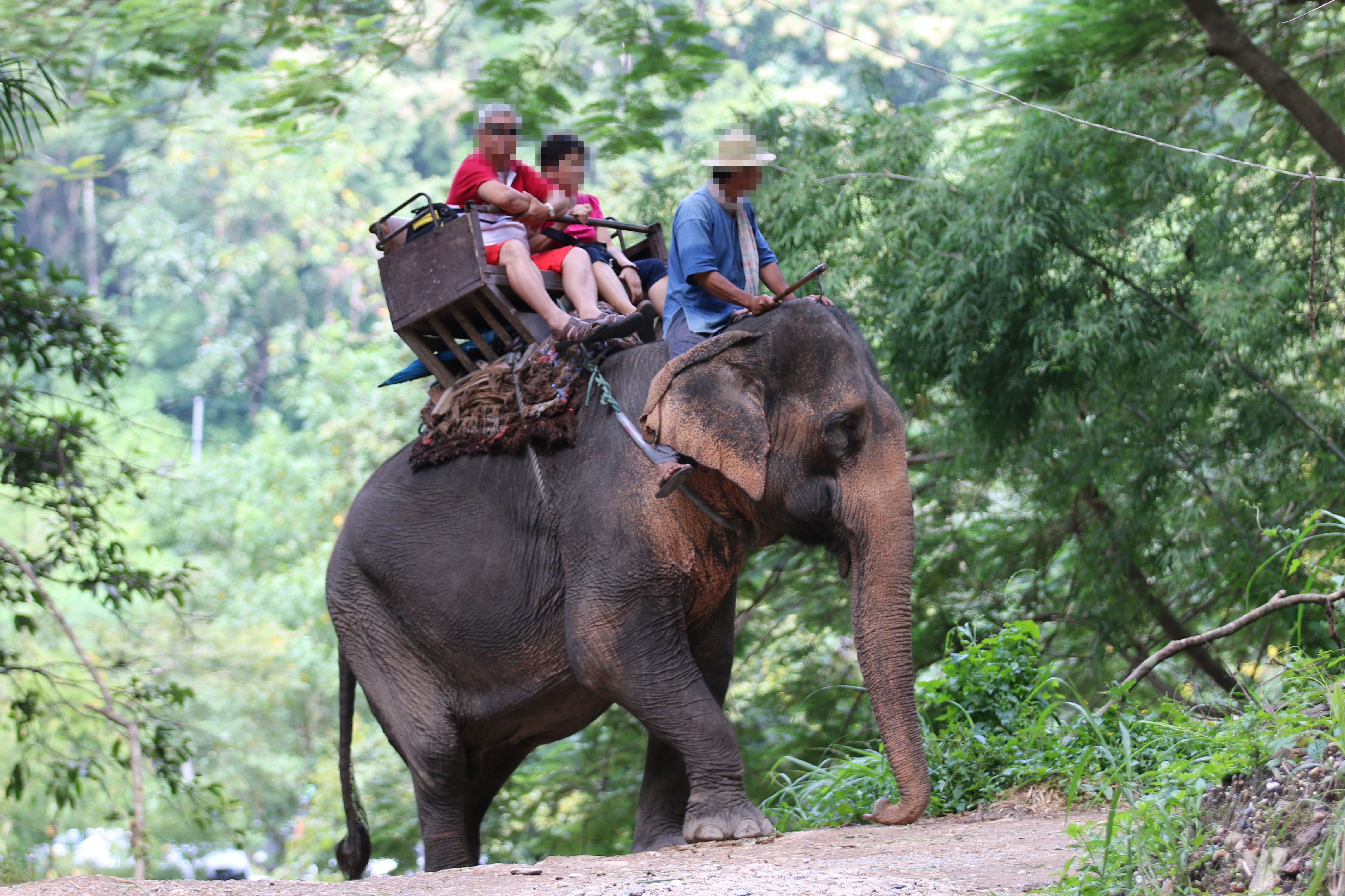 Más del 60% de los elefantes usados para el turismo viven en condiciones deplorables: estudio #regionmx