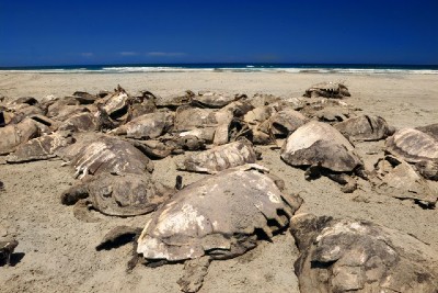 Ambientalistas presentan petición bajo el T-MEC para frenar muerte de tortugas caguama en México #regionmx