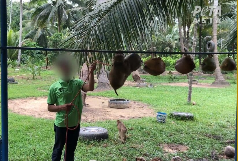 Descubren a marcas que usan monos esclavizados para recolectar cocos #regionmx