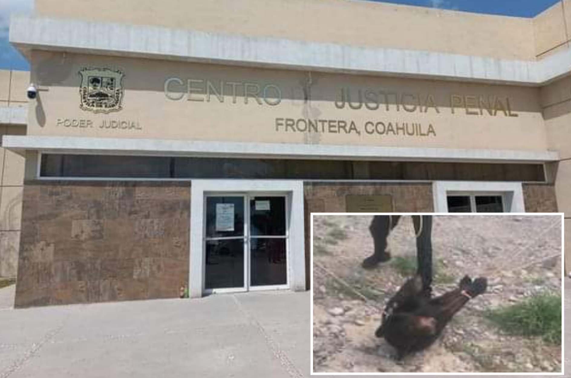Vinculan a 7 por muerte de osezna en Coahuila #regionmx 