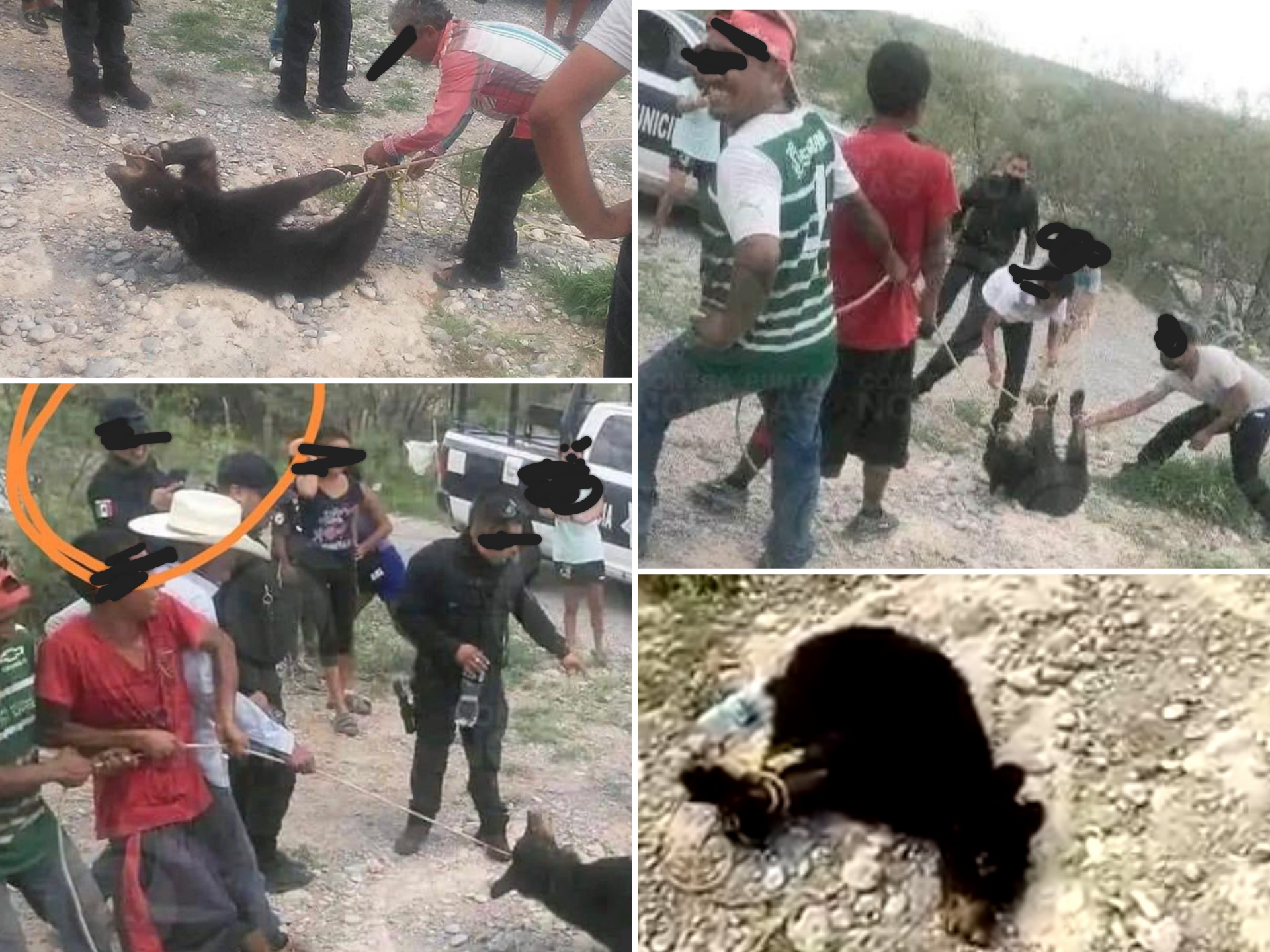 Pobladores capturan, torturan y matan a osa bebé en peligro de extinción en Coahuila #regionmx 