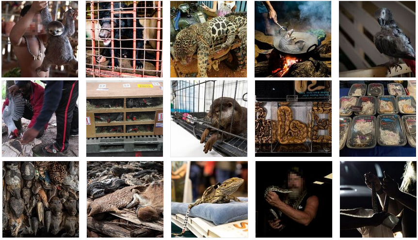 World Animal Protection busca que los países del G20 prohíban el comercio de vida silvestre para prevenir futuras pandemias #regionmx