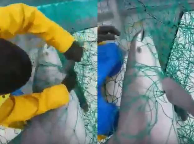 Vaquita marina muere en redes ilegales de Totoaba #regionmx