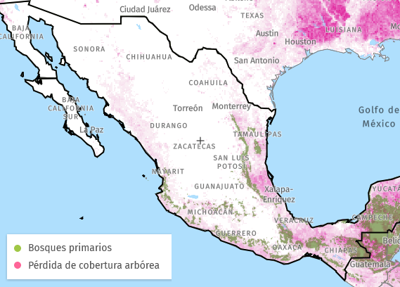 En 10 años México perdió el 26% de sus bosques #regionmx