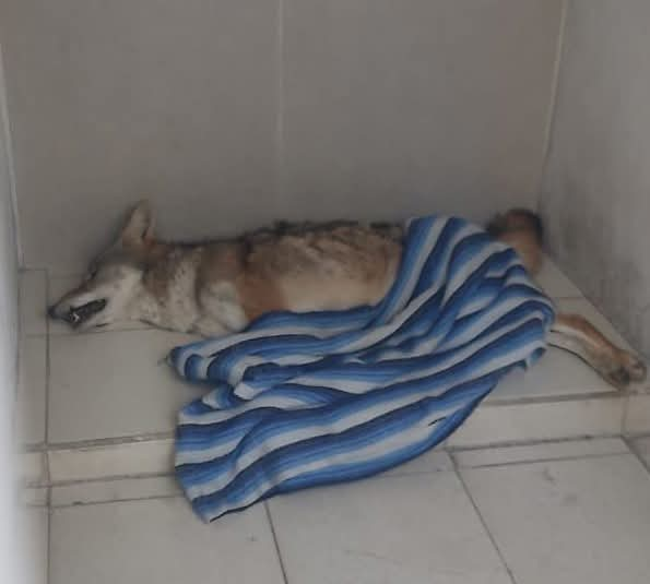 Rescatan a coyote en Santa María Huecatitla #regionmx