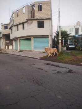 León se pasea por las calles del Valle de Toluca