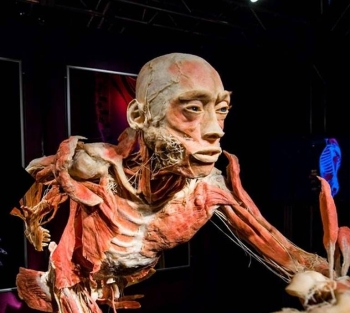 Regresa la expo "Our body, el universo dentro" con cuerpos reales #regionmx